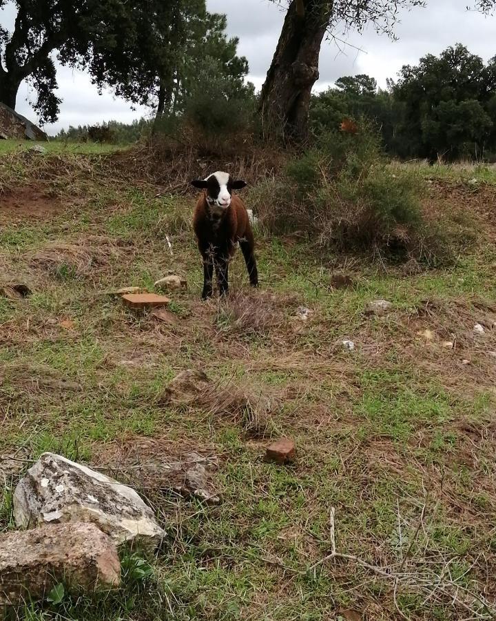 Turismo Rural Casa Da Ceu Amiais de Cima Εξωτερικό φωτογραφία